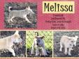 Melissa is a Shepherd Terrier (I believe) mix. She is a great pup, friendly and playful. Melissa has been available for a while, a couple people were interested however they did not work out. Melissa is currently in foster, waiting for her forever home.