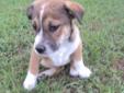 This is a courtesy post. Please meet little EVAN. EVAN is one of 4 puppies that were dumped and rescued by a Good Sam. He is an 8 week old Shepherd mix and has a cute little stubby tail. Wouldn't you like some puppy love from this cute boy? Adoption fee