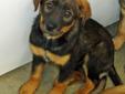 Please complete the pre-adoption Questionnaire at Clintoncohumanesociety.org We will promptly contact you. Beautiful mixed breed pup approx.14 weeks old April 14th. Very friendly and well socialized. Gibson has been vet checked, altered, wormed and is