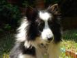Ginny is a small tri-color purebred Sheltie. She is about 5 years old and weighs 19 lbs. She's currently a little overweight and we will be working to get some of this weight off of her (ideal weight per vet is 12 lbs). She is very sweet and gets along