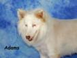 Adams is a 3 year old neutered male sheltie. He was born deaf and blind due to poor breeding practices. Adams is a very sweet, happy little guy... he is a little shy around new situations, but settles in very well. He is not very active, but he does get
