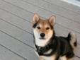Hoshiko, which means "star" and "child" is a 9 month old pure bred Black and Tan that came to us as an owner surrender. His owner claimed that the dog was purchased for her children by someone else (maybe an ex-husband?) and that she doesn't have time or