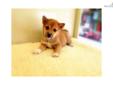 Price: $950
MALE SHIBA INU PUPPY FOR SALE $950 & UP. 8 WEEKS OLD, HAS SHOTS UT, PAPER, BEEN DEWORMED. FOR MORE OTHER PUPPIES'S INFO,PLEASE VISIT OUR WEBSITE AT WWW.EMPIREPUPPIES.NET OR CALL 718-321-1977. OPEN 7DAYS FROM 11AM-8PM. LOCATE AT 164-13 NORTHERN