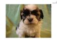 Price: $300
This advertiser is not a subscribing member and asks that you upgrade to view the complete puppy profile for this Shih Tzu, and to view contact information for the advertiser. Upgrade today to receive unlimited access to NextDayPets.com. Your