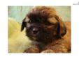 Price: $300
This advertiser is not a subscribing member and asks that you upgrade to view the complete puppy profile for this Shih Tzu, and to view contact information for the advertiser. Upgrade today to receive unlimited access to NextDayPets.com. Your