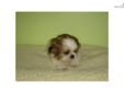 Price: $550
EMPIRE PUPPIES CURRENTLY HAVE FEMALE SHIH-TZU PUPPY FOR SALE. ASKING $780 & UP FEE . 9-15 WEEKS OLD. GOT SHOTS UTD, DEWORMED, PAPER AS WELL. FOR MORE PUPPIES,PLEASE VISIT OUR WEBSITE AT WWW.EMPIREPUPPIES.NET OR CALL 718-321-1977. WE R LOCATE