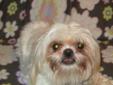 This pretty girl is Maggie. She is an 18 month old ShihTzu, white with blonde tipping. She weighs 13 pounds, is housebroken, leash trained, spayed, heart-worm tested & negative, current on vaccinations, micro chipped, and current on heart worm prevention