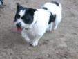 Lil Zach is a 1 year old Shih Tzu / Terrier mix. He is about 30lbs and full grown..His mom was a Shih Tzu, But His father is Unknown. He is currently in Indiana, but will be in NJ the weekend of March 17th. He is an extremely cute pup, that is great with