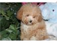 Price: $499
Look at me!!! I'm a small Shihpoo apricot male who loves to cuddle and play! Asking only $499!
Source: http://www.nextdaypets.com/directory/dogs/ec9e5238-e711.aspx