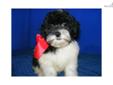 Price: $300
JASMINE is a Shihpoo female, born 10-23-12. She is an adorable baby girl that loves to cuddle and play. JASMINE has long hair like her Shih Tzu mom and loves having it brushed. JASMINE is up to date on her vaccinations and wormings. We are