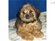 Price: $300
MOLLY is a Shihpoo female, born 10-2-12. She is an adorable baby girl that loves to cuddle and play. MOLLY has long hair like her Shih Tzu mom and loves having it brushed. MOLLY is up to date on her vaccinations and wormings. We are asking