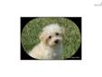 Price: $750
Shihtzu Poodle Mix puppy taking deposits Awesome sweet loving gentle layed back personality non shedding and very smart making training easy. really wants to please you! You can go to our web site to see more pictures www.royalpuppypalace.com