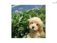 Price: $750
Shihtzu Poodle Mix puppy taking deposits Awesome sweet loving gentle layed back personality non shedding and very smart making training easy. really wants to please you! You can go to our web site to see more pictures www.royalpuppypalace.com