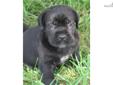 Price: $2500
Black Female Cane Corso for sale with dual AKC and ICCF reg. Great looking and personality in both parents. This girl has a nice head/nose and body confirmation. Growing well. contact me today.
Source: