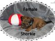 Price: $350
Shorkie female for sale. Born Apr.6th, ready June 1st.Shots and worming utd when sold. Brown and black in color. Cross of Yorkie and Shih Tzu. If you want to see a Shorkie , Google " Shorkie" to see adult pictures.Cute little dogs. Thank you,