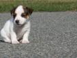 Price: $1250
This advertiser is not a subscribing member and asks that you upgrade to view the complete puppy profile for this Jack Russell Terrier, and to view contact information for the advertiser. Upgrade today to receive unlimited access to