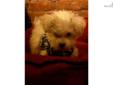 Price: $600
This advertiser is not a subscribing member and asks that you upgrade to view the complete puppy profile for this Malti Poo - Maltipoo, and to view contact information for the advertiser. Upgrade today to receive unlimited access to