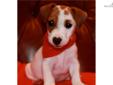 Price: $650
This advertiser is not a subscribing member and asks that you upgrade to view the complete puppy profile for this Jack Russell Terrier, and to view contact information for the advertiser. Upgrade today to receive unlimited access to