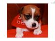 Price: $650
This advertiser is not a subscribing member and asks that you upgrade to view the complete puppy profile for this Jack Russell Terrier, and to view contact information for the advertiser. Upgrade today to receive unlimited access to