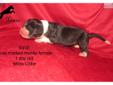 Price: $1800
This advertiser is not a subscribing member and asks that you upgrade to view the complete puppy profile for this Great Dane, and to view contact information for the advertiser. Upgrade today to receive unlimited access to NextDayPets.com.