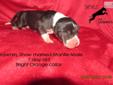 Price: $1800
This advertiser is not a subscribing member and asks that you upgrade to view the complete puppy profile for this Great Dane, and to view contact information for the advertiser. Upgrade today to receive unlimited access to NextDayPets.com.