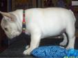 Price: $2500
AKC Champion sired Frenchie puppy. Beautiful little cream female for sale to a pet home. Sweet, playful, full of fun. Our little girl is litter box trained. All our puppies are raised in our home and well socialized with other dogs children