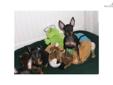Price: $1500
This advertiser is not a subscribing member and asks that you upgrade to view the complete puppy profile for this Manchester Terrier, Toy, and to view contact information for the advertiser. Upgrade today to receive unlimited access to