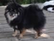 Price: $500
Sophie is a black and tan breeding female . She is show quality, has perfect conformation, and is an adorable pom. She consistently produces small, well mannered puppies. She would make a great companion for any family. All immunizations are