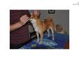 Price: $750
This advertiser is not a subscribing member and asks that you upgrade to view the complete puppy profile for this Shiba Inu, and to view contact information for the advertiser. Upgrade today to receive unlimited access to NextDayPets.com. Your