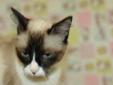Hi! Meet Roxie. She is the sweetest Siamese cat we have met in quite a while! Roxie will let you pick her up and love on her, she loves to get petted and warms up to you when she wants a treat. Come by and see this sweet kitten today. This is a very small