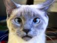 Hi there, I'm Sammy, a very pretty, funny girl who is just about 1 year old. I came into the shelter as a stray. As you can see by my pictures, I have a lot of personality, and slightly crossed eyes, a typical trait in my breed type. I love attention and
