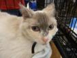 Snuggles is a beautiful Lynxpoint Siamese/calico mix, about 5 years old. She's very sweet, but a little shy at first. These pictures were taken at Petco and she hates it at Petco! She was found as a stray. She needs a home on the quiet side. Snuggles is