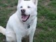 This Siberian beauty is Sesi, its means "Snow" in Alaskian. She is about 5 years old, weighs 59 pounds, has two beautiful blue eyes, is housebroken, leash trained, and very much a "talker". She gets along great with all her foster friends, is heartworm