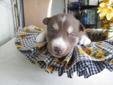 Price: $500
wiggels, is just wht his name is call him and his tail just wiggels non stop,he is the entertainer of the pack
Source: http://www.nextdaypets.com/directory/dogs/3e4a49ac-f261.aspx