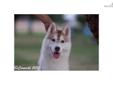 Price: $100
This advertiser is not a subscribing member and asks that you upgrade to view the complete puppy profile for this Siberian Husky, and to view contact information for the advertiser. Upgrade today to receive unlimited access to NextDayPets.com.