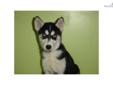 Price: $780
MALE SIBERIAN HUSKY PUPPY FOR SALE $780 & UP EACH. 9 WEEKS OLD, GOT PAPER, SHOTS UTD, DEWORMED. FOR MORE OTHER PUPPIES'S INFO. PLEASE VISIT OUR WEBSITE AT WWW.EMPIREPUPPIES.NET OR CALL 718-321-1977. WE OPEN 7DAYS FROM 11AM-8PM. LOCATED AT