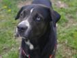 Awesome Archer is still at the pound waiting to find his forever home. (updated 4/17/2012) This wonderful dog came in on: April 11, 2012 This dog is available for adoption/euthanasia on: April 16, 2012 This dog came in as a stray and there is no