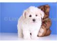 Price: $799
Sid is an ADORABLE AKC male Havanese!! He loves to play with his brothers and their toys. Even though he will only be around 10 to 12 pounds full grown he can still hold his own!! Sid comes with a one year health warranty. He is up to date on