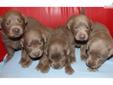 Price: $700
AKC- Silver Beauties. These guys were born FEB 2013.. RESERVE yours TODAY for April 2013.. What a great Spring Gift...We have 3 big nice 3 Girls in this new litter still to reserve..... They will be ready to go now April 1st 2013........ They