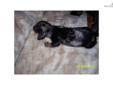 Price: $650
This advertiser is not a subscribing member and asks that you upgrade to view the complete puppy profile for this Dachshund, Mini, and to view contact information for the advertiser. Upgrade today to receive unlimited access to