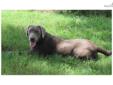 Price: $1800
This advertiser is not a subscribing member and asks that you upgrade to view the complete puppy profile for this Labrador Retriever, and to view contact information for the advertiser. Upgrade today to receive unlimited access to