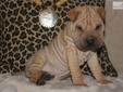 Price: $950
Simba has found a new home in Memphis. Congratulations to the Gomez family. SIMBA HAS A COAT OF THE SANDS REFLECTING BLUE & PINK HUES. HIS COLOR IS CAPTIVATING AS IT DISPLAYS HIS LINEAGE OF BLUE & LILAC TOY SHAR-PEI. SIMBA IS A BEAUTIFUL BOY