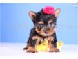 Price: $799
Sissy is an ADORABLE and LOVABLE female Yorkie!!! She has got to be the friendliest Yorkie's that we have! Sissy has that awesome, cute face that everyone wants. She should be around 5 lbs full grown. She is very playful but also loves to