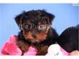 Price: $699
Skittles is very friendly and loves to play! You are gonna love Her!! She has a super soft coat that looks unbelievable with great color. Yorkie puppies are terrific with children and have a great temperament. She can be microchipped for an