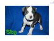 Price: $600
This advertiser is not a subscribing member and asks that you upgrade to view the complete puppy profile for this American Staffordshire Terrier, and to view contact information for the advertiser. Upgrade today to receive unlimited access to