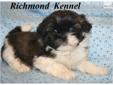 Price: $550
This advertiser is not a subscribing member and asks that you upgrade to view the complete puppy profile for this Shih Tzu, and to view contact information for the advertiser. Upgrade today to receive unlimited access to NextDayPets.com. Your