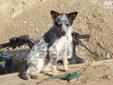 Price: $500
this female should be 15 to 20 pounds when grown. she is NAPR registered as miniature Queensland Heeler. we have other pups available on our website http://rightwayranch.wordpress.com/
Source: