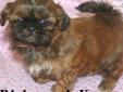 Price: $750
This advertiser is not a subscribing member and asks that you upgrade to view the complete puppy profile for this Shih Tzu, and to view contact information for the advertiser. Upgrade today to receive unlimited access to NextDayPets.com. Your