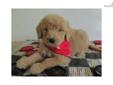 Price: $800
At http://www.angelbreezepuppies.com, This is GOLDENDOODLE KING (M) - KING will give you lots of puppy kisses and cuddles. He is so smart and so sweet. He loves to make you laugh and is always trying to catch your attention! He will give any