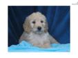 Price: $875
At http://www.albarkkennels.com this is F1b GOLDENDOODLE: KALVIN (M). He is smart lil boy. Ready for your home now. The Kauffman family lives in beautiful Oakland, Maryland and have enjoyed raising quality puppies since 2004 as a family